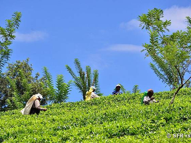 Teeplantage in Nuwara Eliya