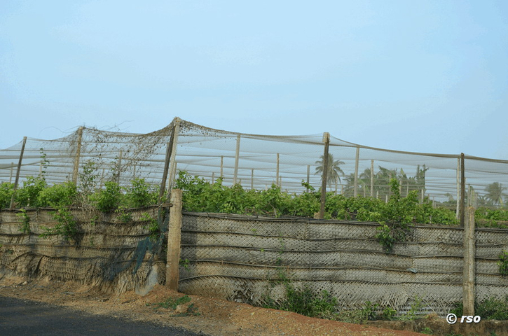 Weinanbau in Jaffna