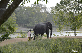 Elefant im Sorowwa Resort in Habarana