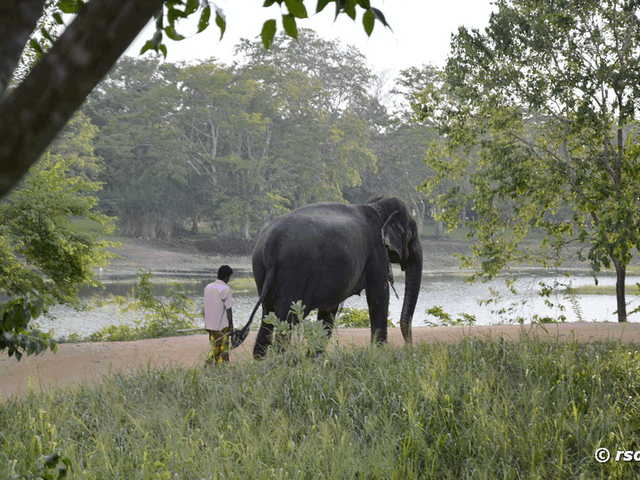 Elefant im Sorowwa Resort in Habarana