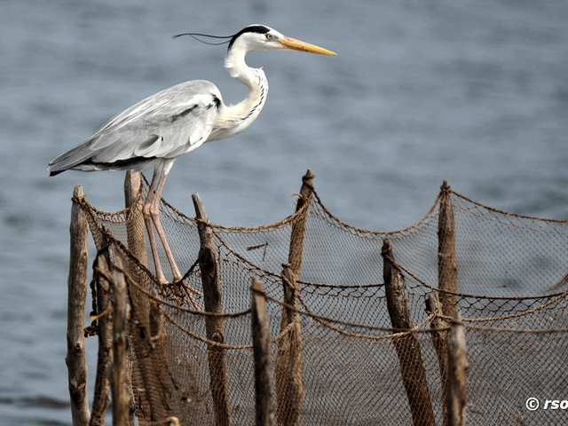 Graureiher (Ardea cinerea cinerea)