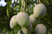 Mangos, Mangifera indica