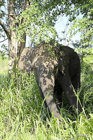 Elefant bei Gal Oya