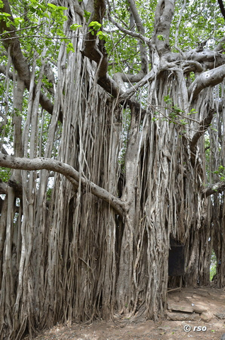 Ficuswurzeln Sri Lanka