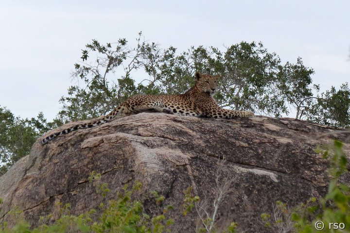 Leopard im Nationalpark Yala
