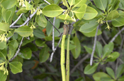 Rote  Mangrove Sri Lanka