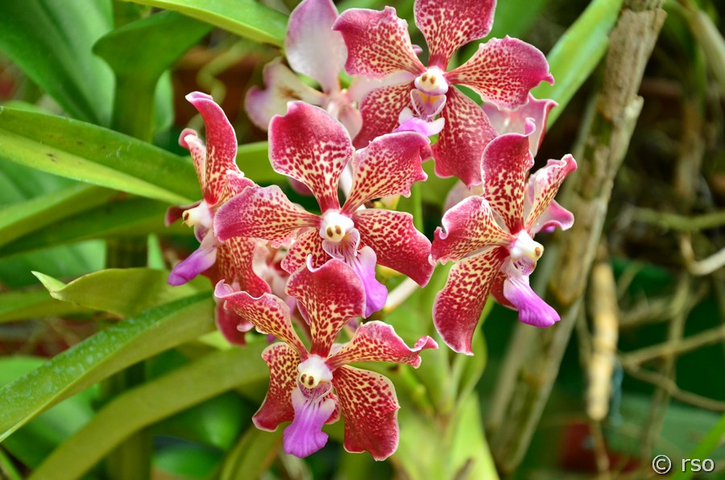 Orchideen im botanischen Garten