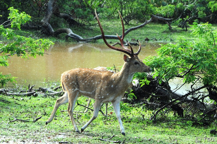 Axishirsch im Nationalpark Wilpattu
