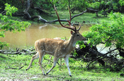 Axishirsch im Nationalpark Wilpattu