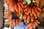 Rote Banane, Red Dacca