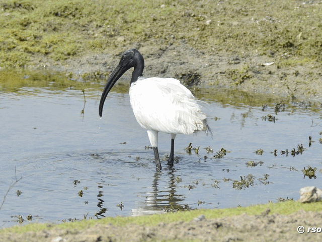 Schwarzkopfibis (Threskiornis melanocephalus)