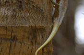 Blutsaugeragame (Calotes versicolor)