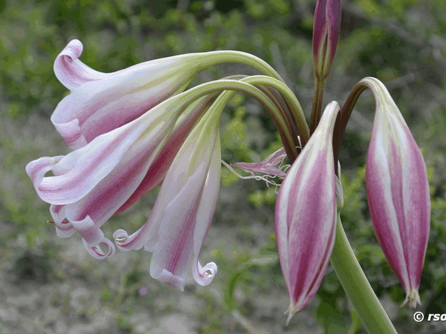 Amaryllis