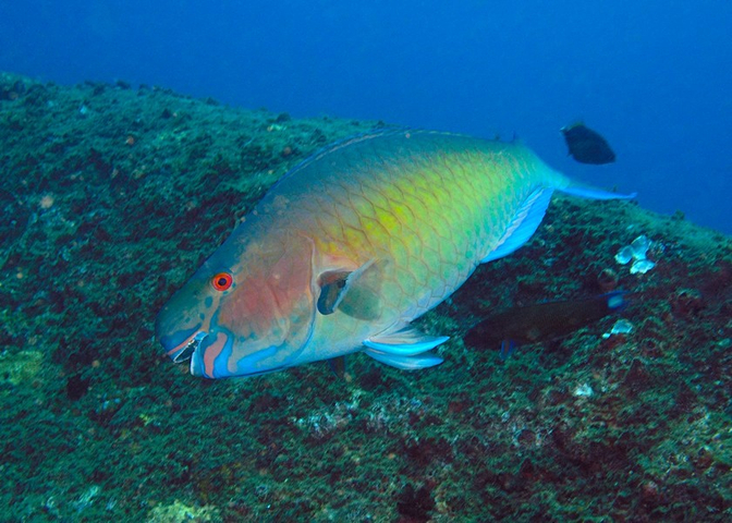 Papageifisch (Scaridae)