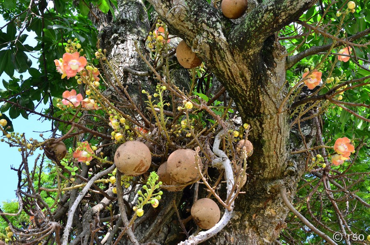 Kannonenkugelbaum Sri Lanka