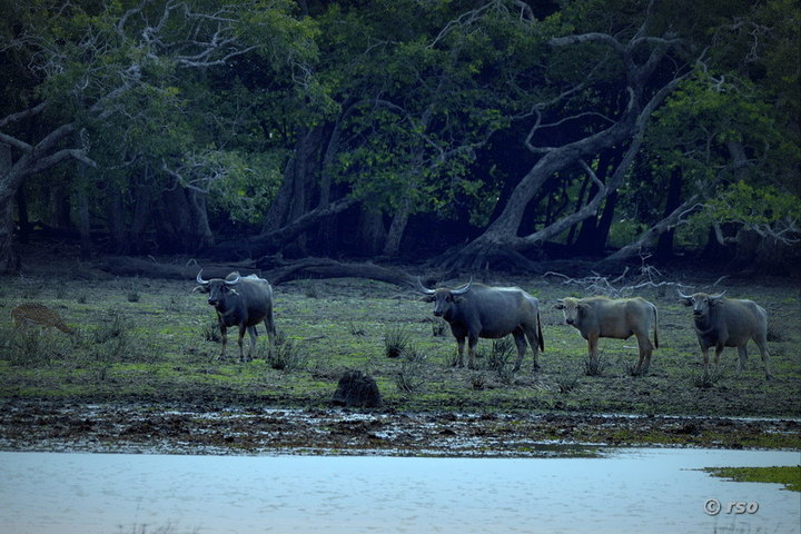 Wasserbüffel im Nationalpark Wilpattu