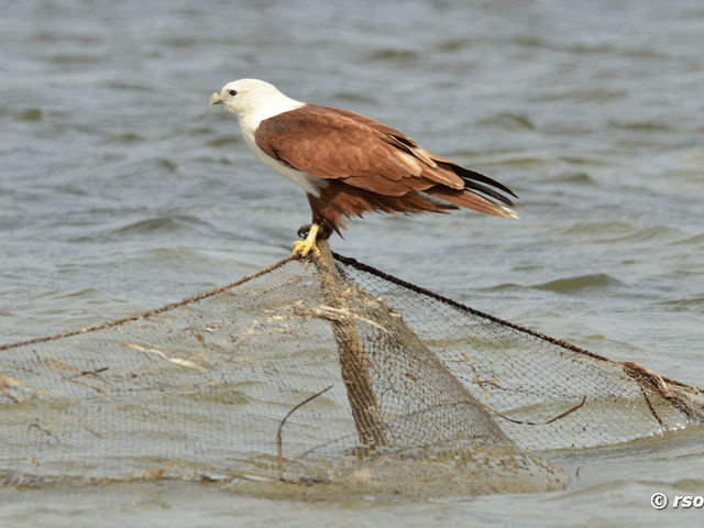 Brahminenweih (Haliastur indus)