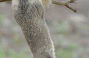 Riesenhörnchen in Mihintale