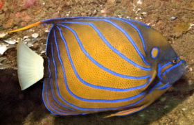Ringkaiserfisch (Pomacanthus annularis) auf Sri Lanka