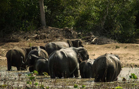 Elefanten im Nationalpark Wilpattu