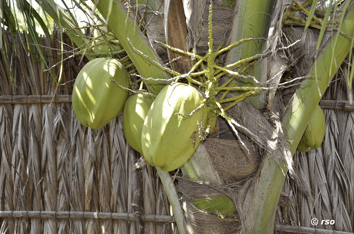 Kokosnüsse, Cocos nucifera