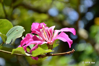 Pflanzen in Sri Lanka