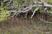 Mangroven Luftwurzeln