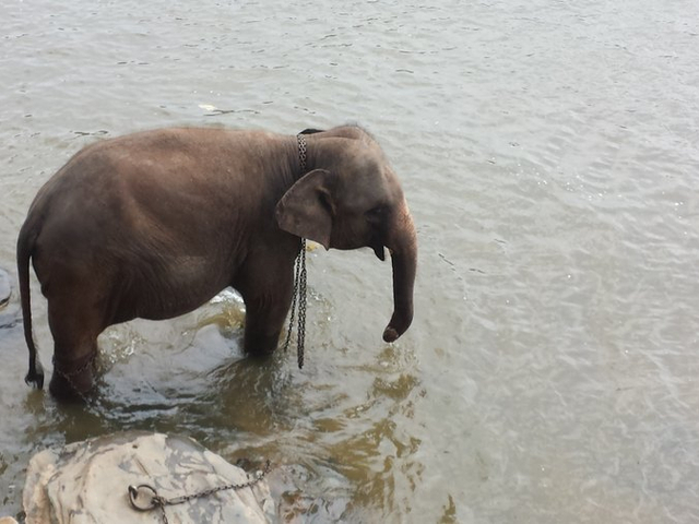 Elefant beim Baden Sri Lanka