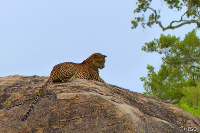 Leopard auf Felsen im Nationalpark Yala