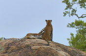 Leoparden im Nationalpark Yala