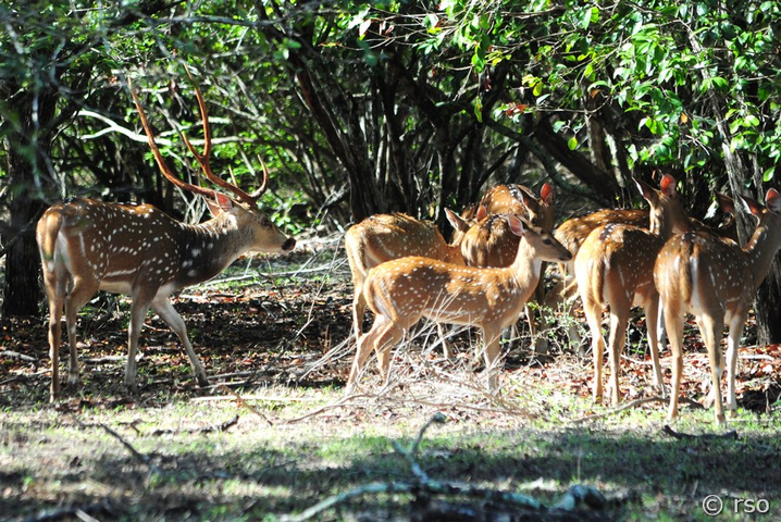 Axishirsche im Nationalpark Wilpattu