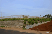 Weinanbau bei Jaffna