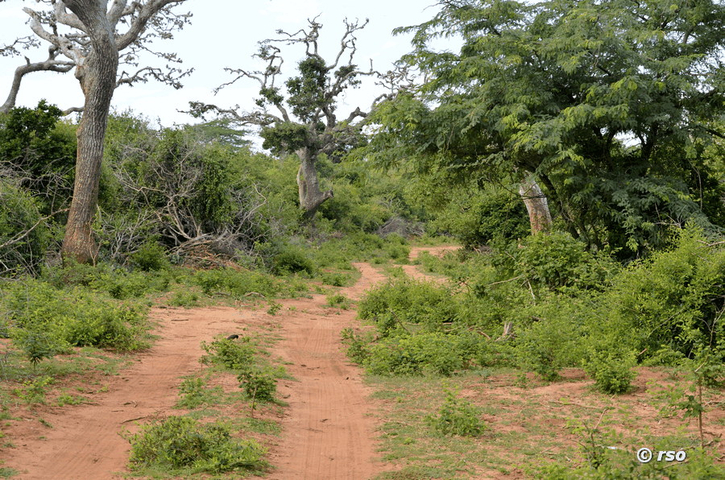 Weg mit Bäumen im Nationalpark Bundala