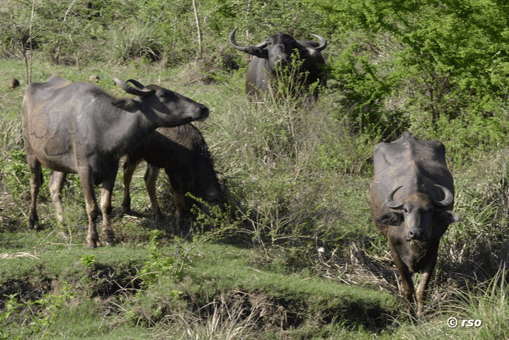Wasserbüffel im Nationalpark Wilpattu