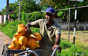 Kokosnussverkäufer in Sri Lanka