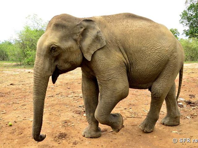 Elefant auf Sri Lanka