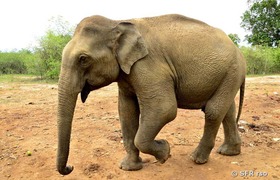 Elefant auf Sri Lanka