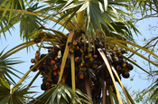 Zuckerpalmenfrüchte auf Sri Lanka