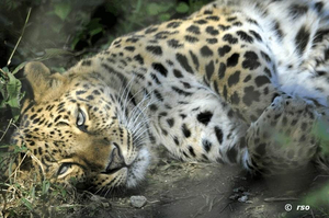 Liegender Leopard im Yala Nationalpark