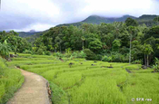 Reislandschaft auf Sri Lanka