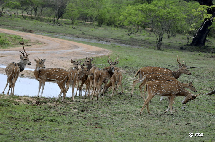 Axishirsche im Nationalpark Yala