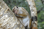 Makake auf Baum in Mihintale