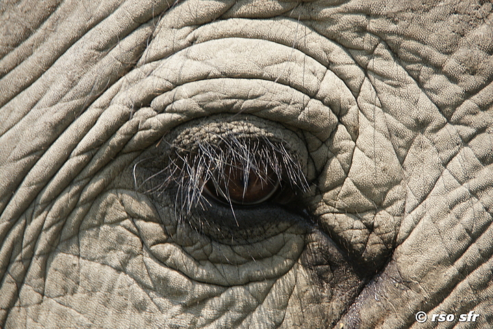 Elefantenauge