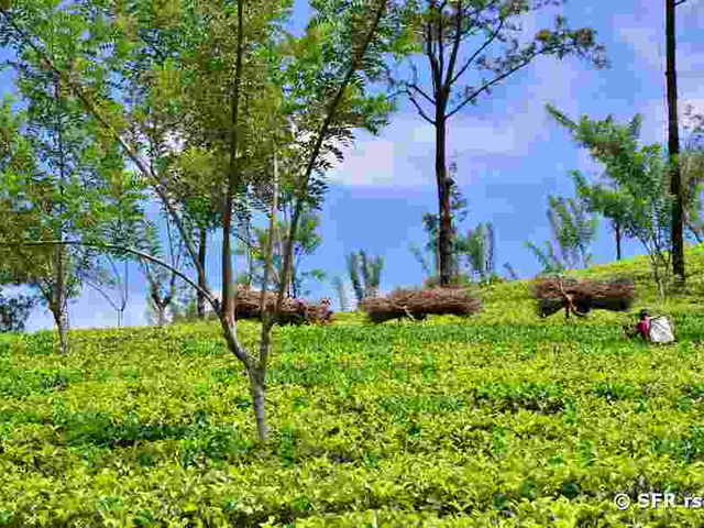 Teeplantage in Nuwara Eliya