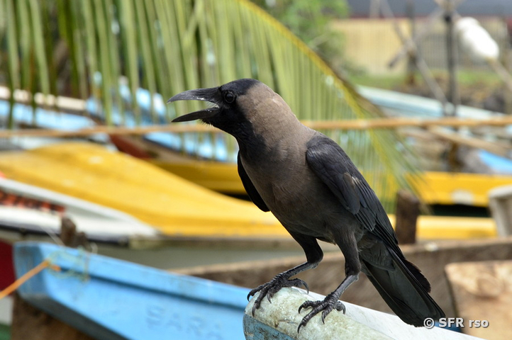 Krähe Sri Lanka