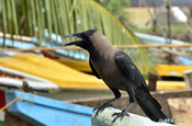 Krähe Sri Lanka