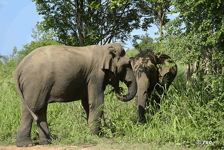 Elefanten bei Gal Oya