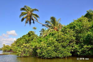 Mangroven und Palmen