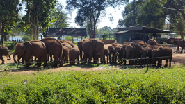 Elefanten-Waisenhaus-Sri-Lanka
