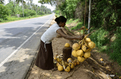 Kokosnussverkäufer